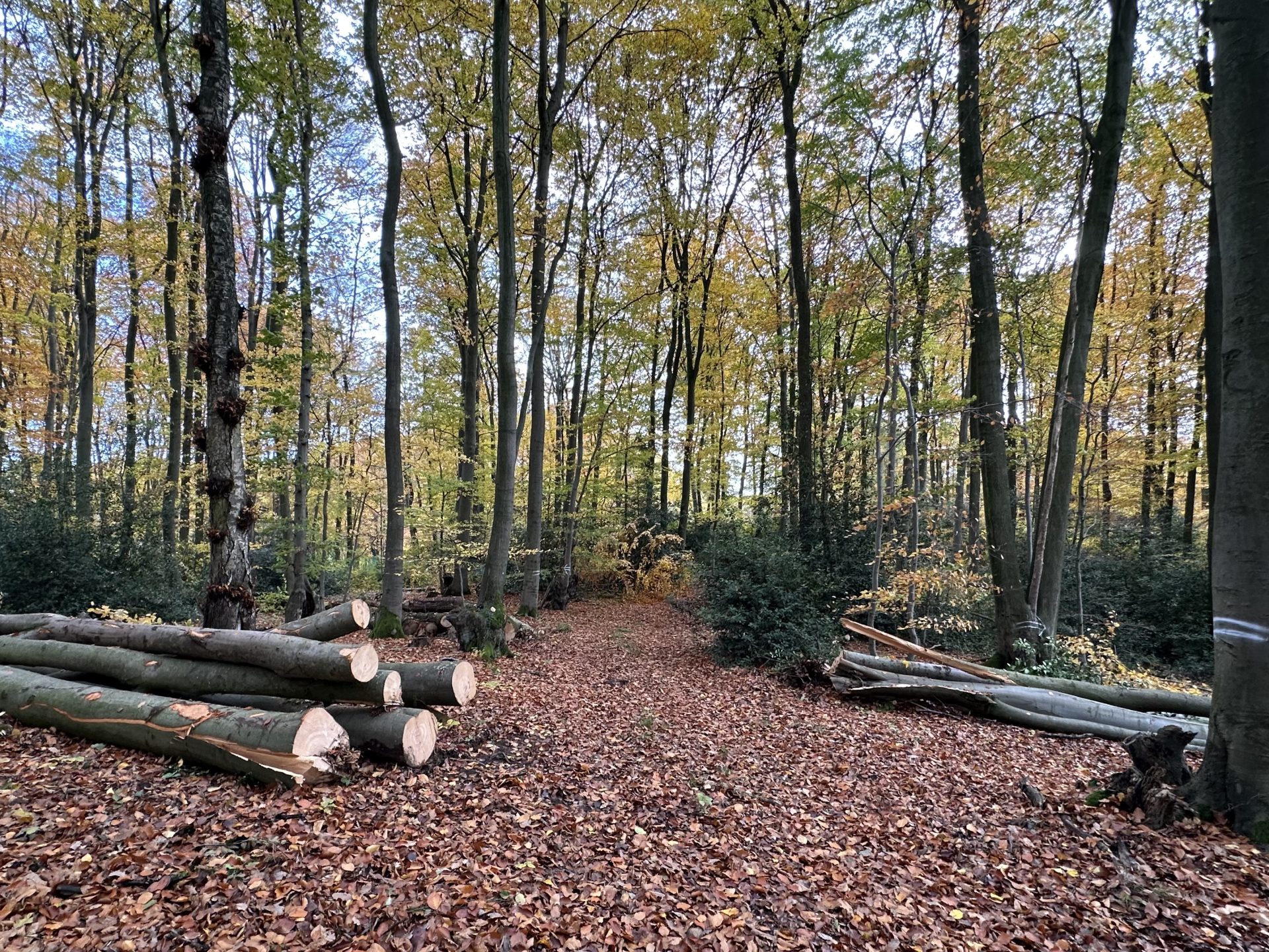 Ein Holzstamm im Wald