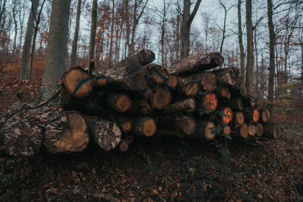 braune Holzstämme im Wald bei Tageslicht