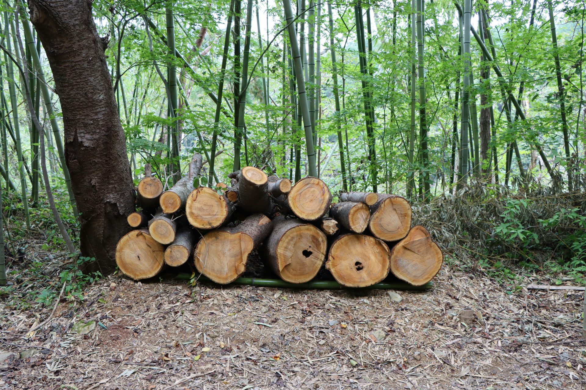 Ein Holzstapel mitten im Wald